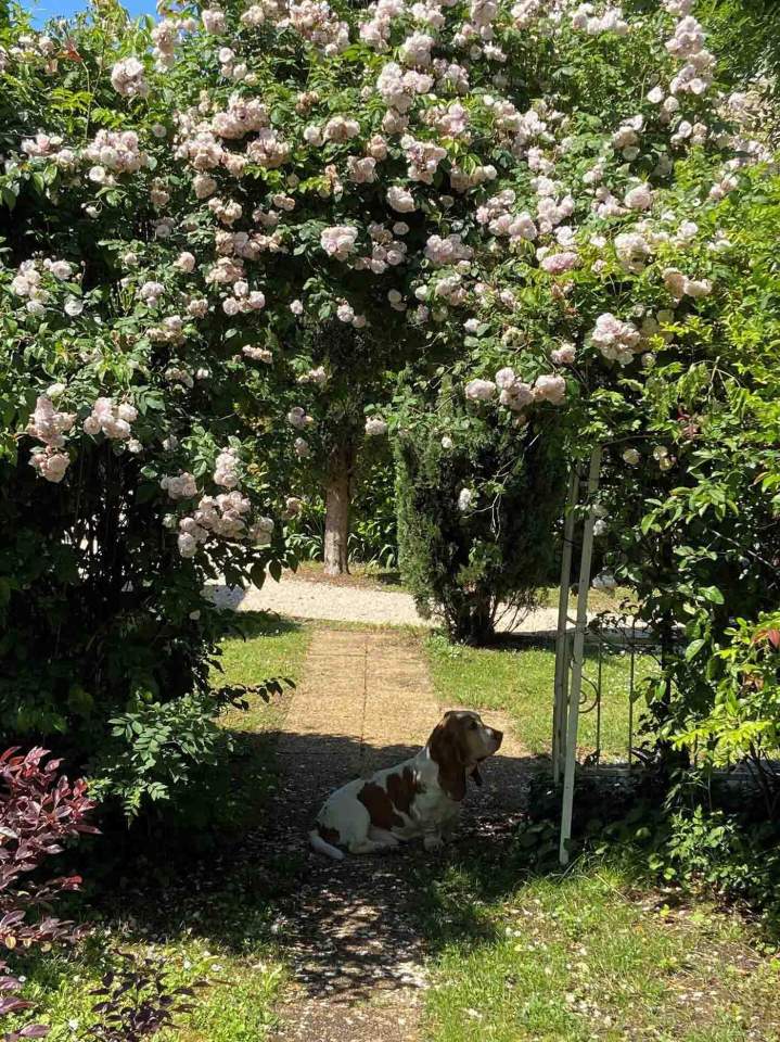 Jardin fleuri, Ardèche
